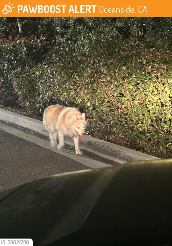 Found/Stray Unknown Dog last seen Old grove & Avenida Solidad, Oceanside, CA 92057