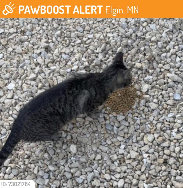 Found/Stray Female Cat last seen By the bridge, Elgin, MN 55932
