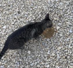 Found/Stray Female Cat last seen By the bridge, Elgin, MN 55932
