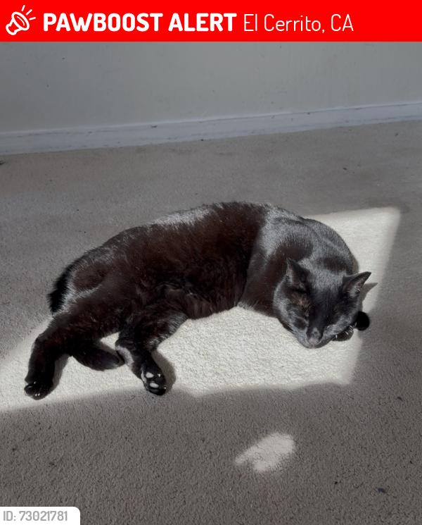 Lost Female Cat last seen Castro Park, El Cerrito, CA 94530