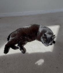 Lost Female Cat last seen Castro Park, El Cerrito, CA 94530