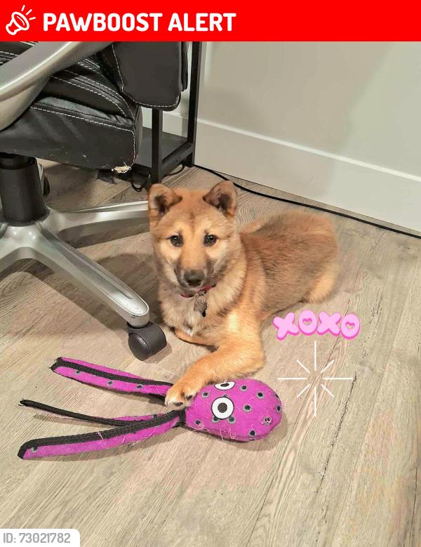 Lost Male Dog last seen Crossroads Boulevard, Saratoga Springs, UT 84043