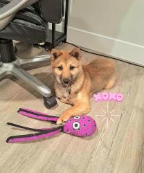 Lost Male Dog last seen Crossroads Boulevard, Saratoga Springs, UT 84043