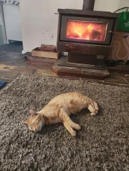 Lost Male Cat last seen End of varina ct, Alexander Heights, WA 6064