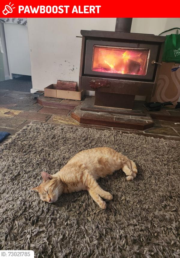 Lost Male Cat last seen End of varina ct, Alexander Heights, WA 6064