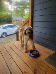 Found/Stray Male Dog last seen St. Michael's Catholic Church, Gastonia, NC 28052