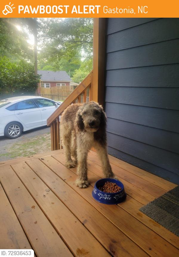 Found/Stray Male Dog last seen St. Michael's Catholic Church, Gastonia, NC 28052