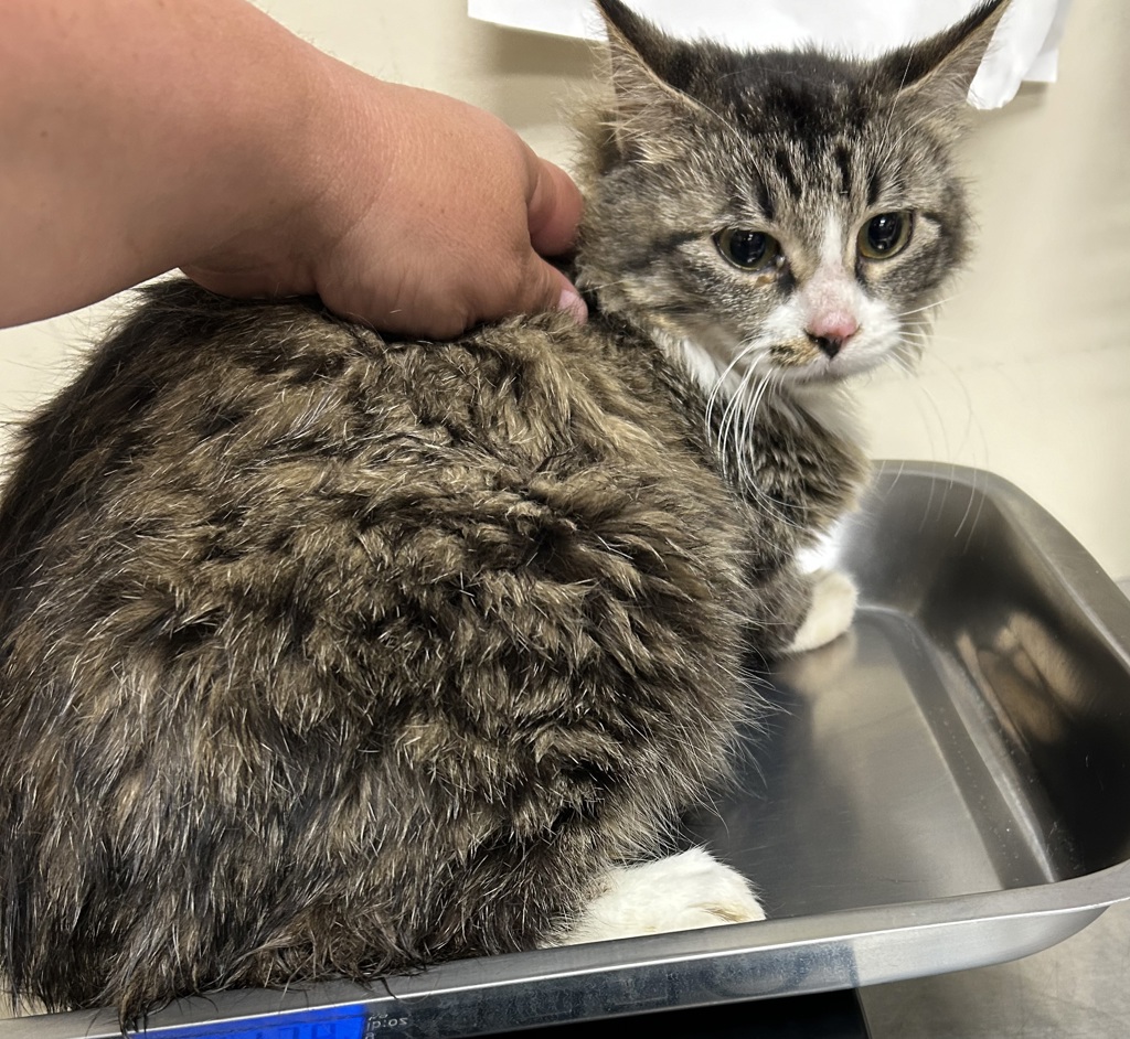 Shelter Stray Female Cat last seen Near W 5th Avenue, SPOKANE, WA, 99204, 6815 E Trent Ave, Spokane, WA 99212, USA