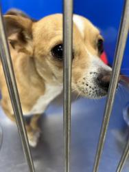 Shelter Stray Female Dog last seen Near W Dalke Avenue, SPOKANE, WA, 99205, 6815 E Trent Ave, Spokane, WA 99212, USA