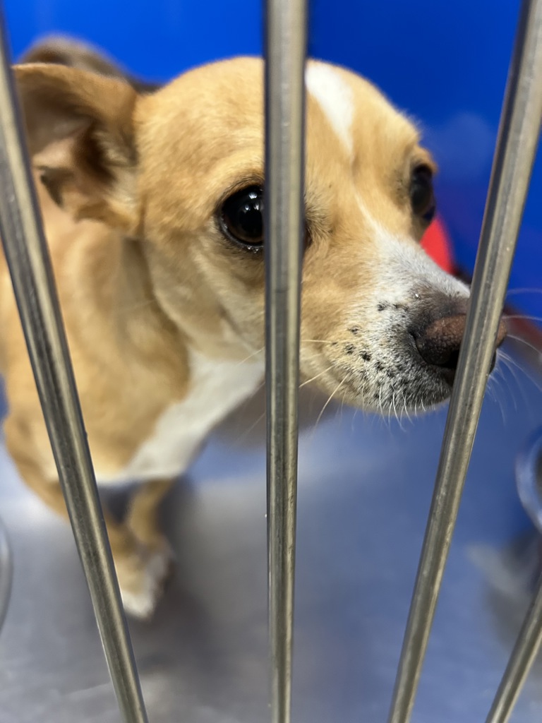 Shelter Stray Female Dog last seen Near W Dalke Avenue, SPOKANE, WA, 99205, 6815 E Trent Ave, Spokane, WA 99212, USA