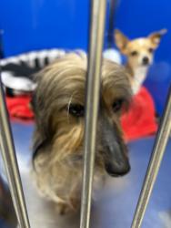 Shelter Stray Female Dog last seen Near W Dalke Avenue, SPOKANE, WA, 99205, 6815 E Trent Ave, Spokane, WA 99212, USA