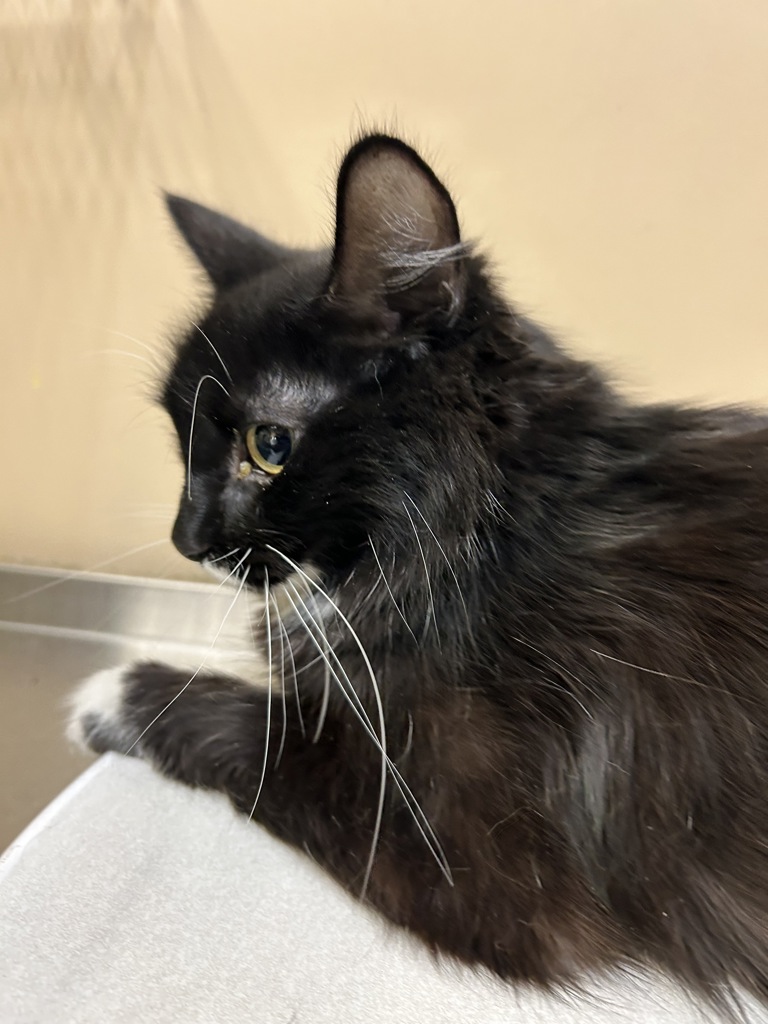 Shelter Stray Female Cat last seen Near W 5th Street, SPOKANE, WA, 99204, 6815 E Trent Ave, Spokane, WA 99212, USA