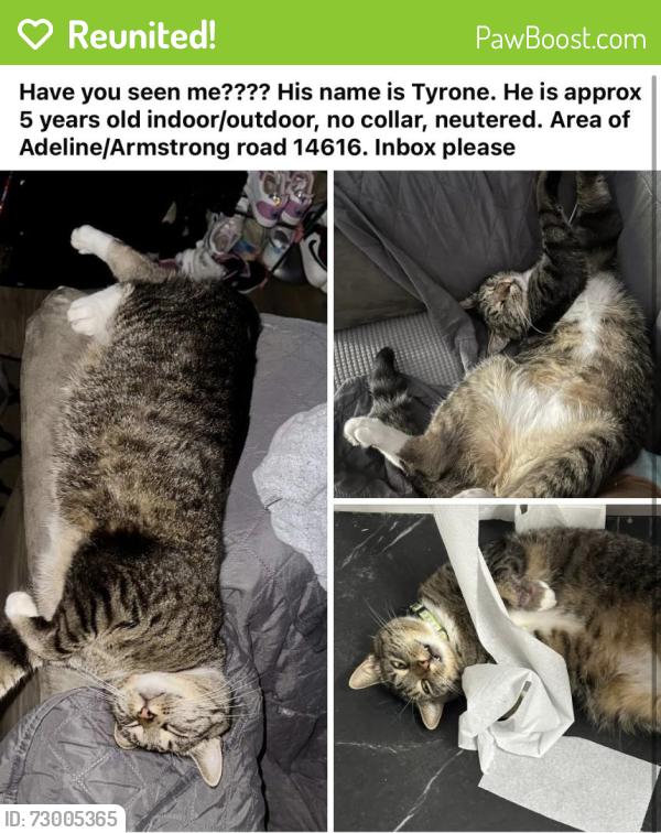 Reunited Male Cat last seen Adeline Rd, Rochester, NY, USA, Rochester, NY 14616