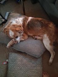 Lost Male Dog last seen Dunloe elementary school, Columbus, OH 43232