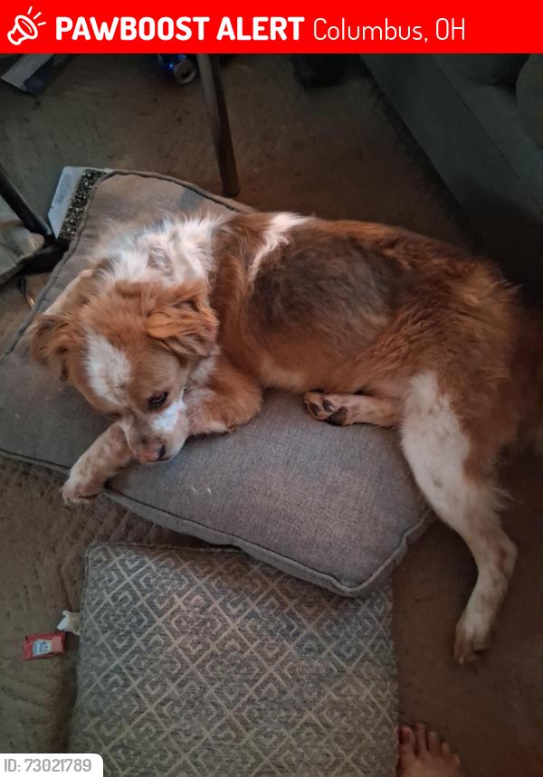 Lost Male Dog last seen Dunloe elementary school, Columbus, OH 43232