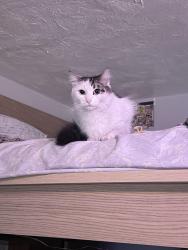 Reunited Female Cat last seen Starbucks, St. Petersburg, FL 33713