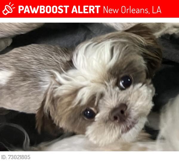 Lost Male Dog last seen Wickfield Drive, New Orleans, LA 70122