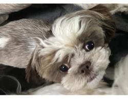 Lost Male Dog last seen Wickfield Drive, New Orleans, LA 70122