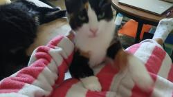 Reunited Female Cat last seen Basilco, Crystal River, FL 34428