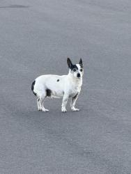 Found/Stray Unknown Dog last seen 39th and N Madison St. , Denver, CO 80216