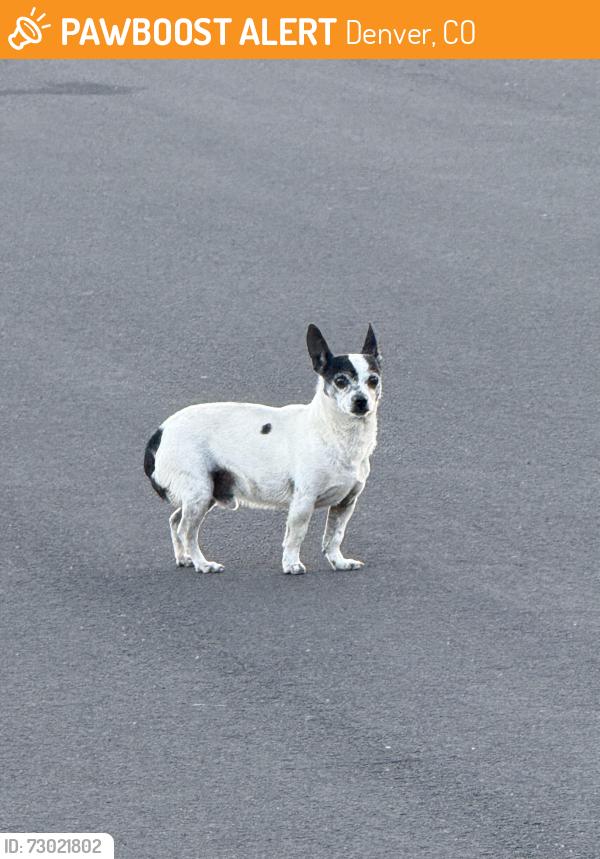 Found/Stray Unknown Dog last seen 39th and N Madison St. , Denver, CO 80216