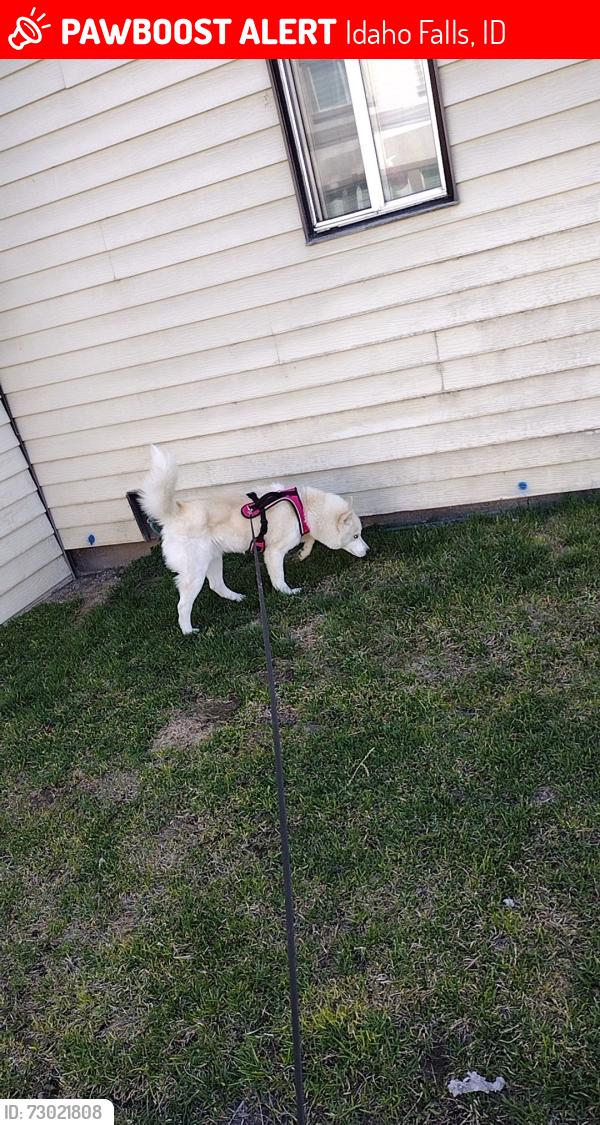 Lost Male Dog last seen 1st street, Idaho Falls, ID 83401