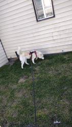 Lost Male Dog last seen 1st street, Idaho Falls, ID 83401