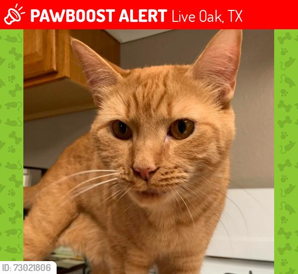 Lost Unknown Cat last seen Oak Terrace, Live Oak, TX 78233