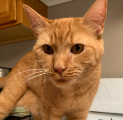 Lost Unknown Cat last seen Oak Terrace, Live Oak, TX 78233