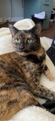 Lost Female Cat last seen Rockford Boyd Drive and Grade Rd, Rockford, TN 37853