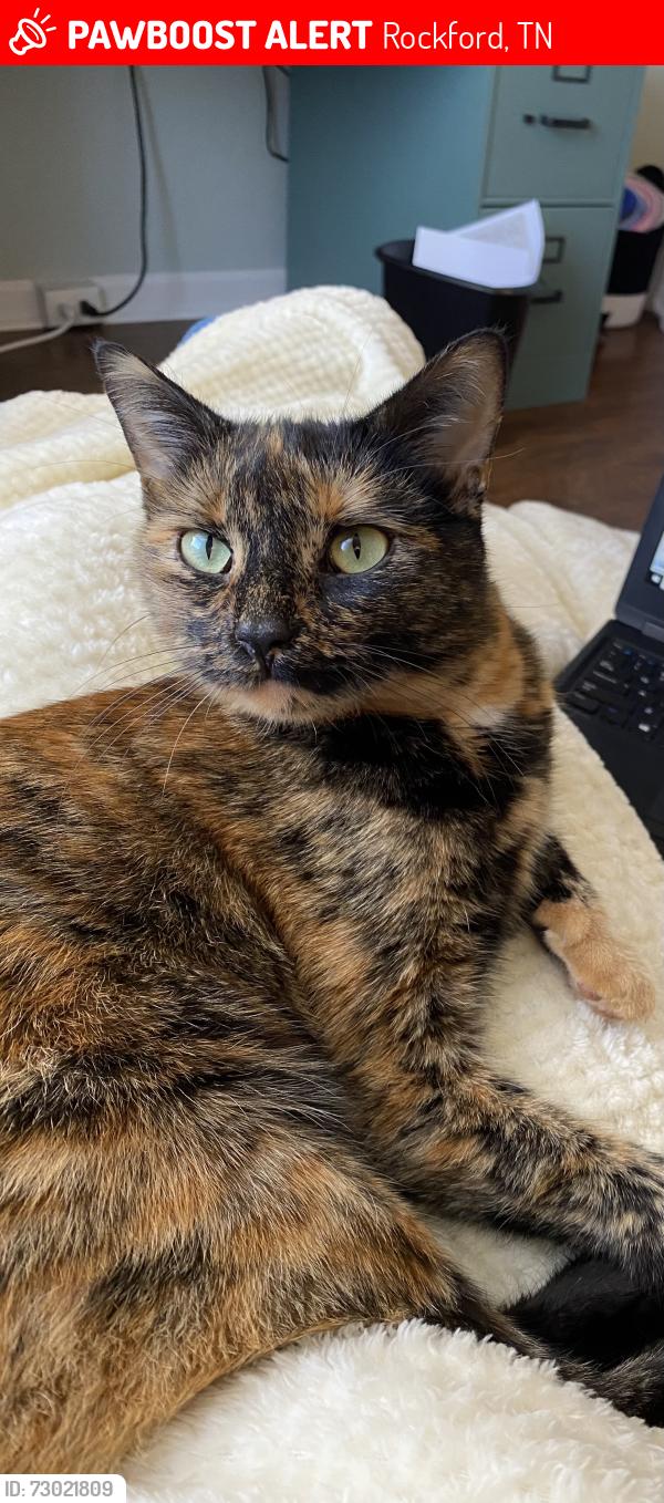 Lost Female Cat last seen Rockford Boyd Drive and Grade Rd, Rockford, TN 37853