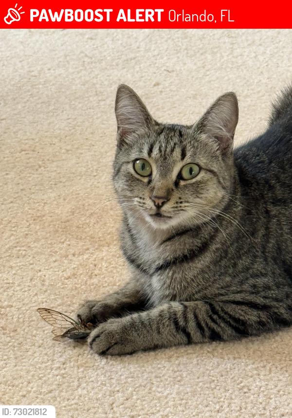 Lost Female Cat last seen Camberley Circle and Lyndhurst Place, Orlando, FL 32836