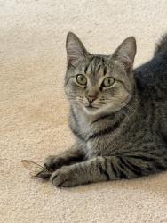 Lost Female Cat last seen Camberley Circle and Lyndhurst Place, Orlando, FL 32836