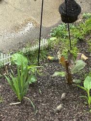 Found/Stray Unknown Bird last seen Masterson Station area, Lexington, KY 40511