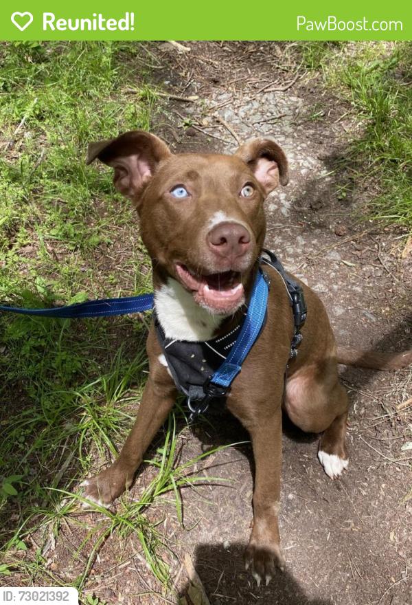 Reunited Female Dog last seen Coosa Country Club, Rome, GA 30161
