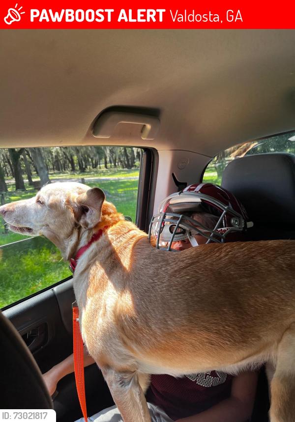 Lost Female Dog last seen Azalea dr, Valdosta, GA 31602