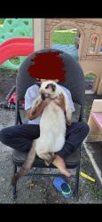 Lost Male Cat last seen Langside and Westminster, Winnipeg, MB R3C 0Z2