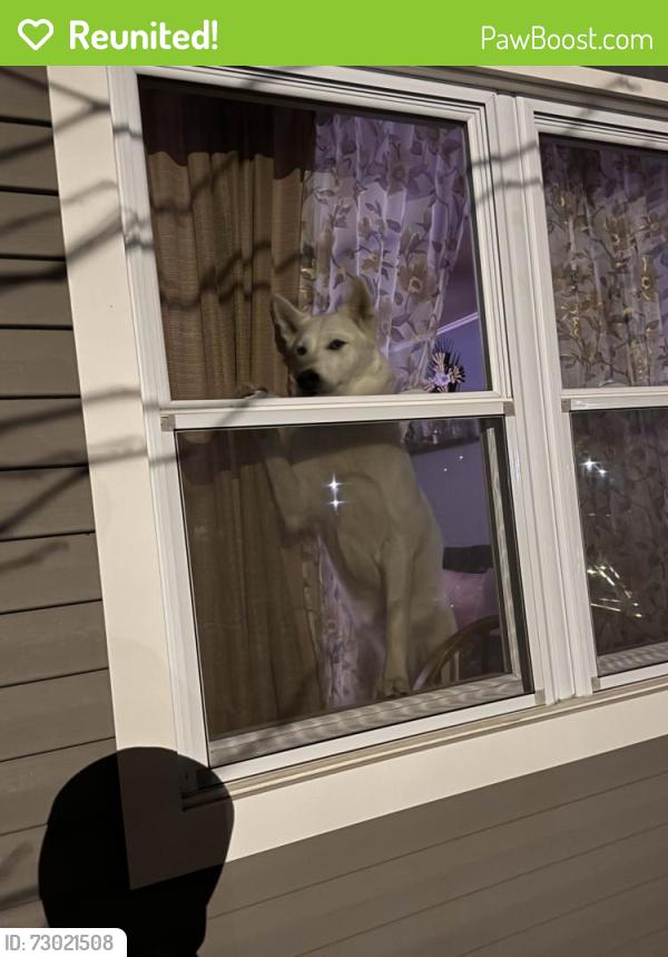 Reunited Female Dog last seen East 5th St Waverly Ave , Patchogue, NY 11772