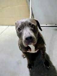 Shelter Stray Female Dog last seen , 11258 Garfield Ave, Downey, CA 90242, USA
