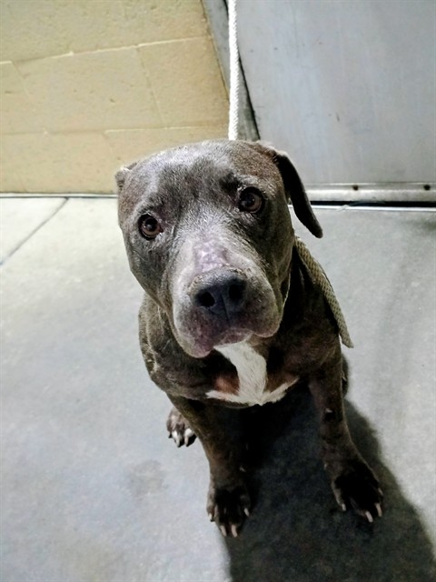 Shelter Stray Female Dog last seen , 11258 Garfield Ave, Downey, CA 90242, USA