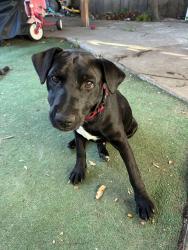 Reunited Male Dog last seen San Lorenzo , San Lorenzo, CA 94580