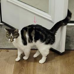 Lost Female Cat last seen Blue ridge rd, Black Mountain, NC 28711