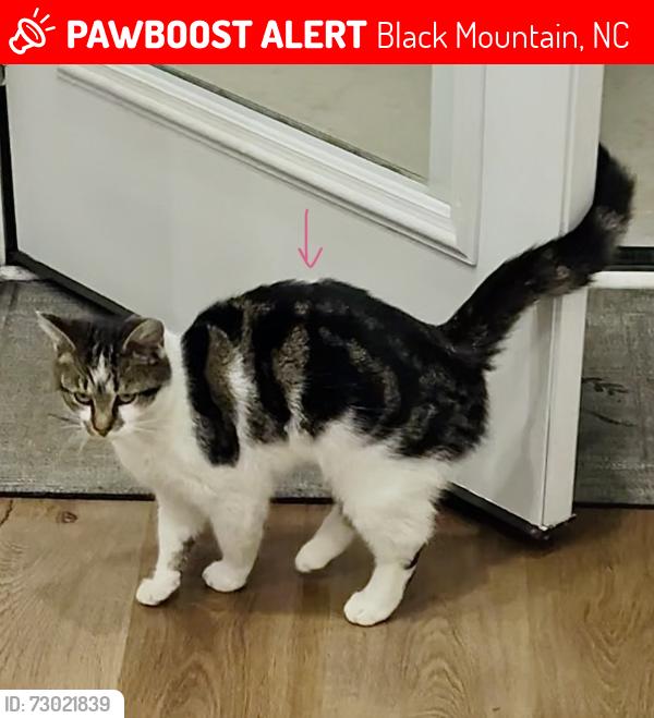 Lost Female Cat last seen Blue ridge rd, Black Mountain, NC 28711