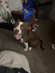 Found/Stray Female Dog last seen Pine valley apmts , Monroe, NJ 08094