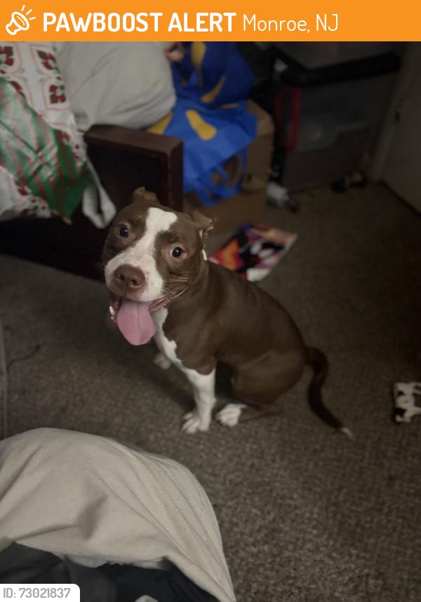 Found/Stray Female Dog last seen Pine valley apmts , Monroe, NJ 08094