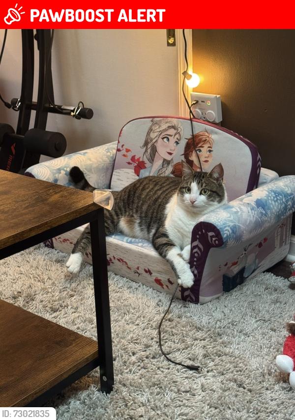 Lost Female Cat last seen Edly Cove Ct & Morton Rd., North Brunswick Township, NJ 08902