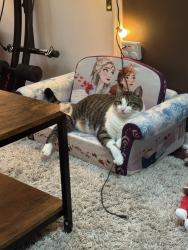 Lost Female Cat last seen Edly Cove Ct & Morton Rd., North Brunswick Township, NJ 08902