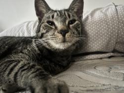Lost Female Cat last seen Dayton blvd , Chattanooga, TN 37415