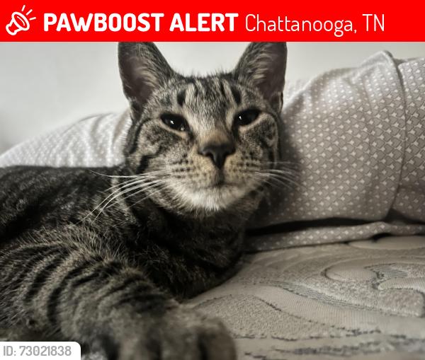 Lost Female Cat last seen Dayton blvd , Chattanooga, TN 37415