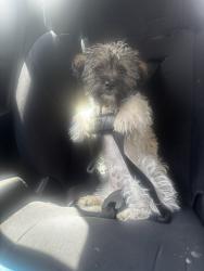 Lost Female Dog last seen Shepard and west 6th st, Sioux Falls, SD 57104